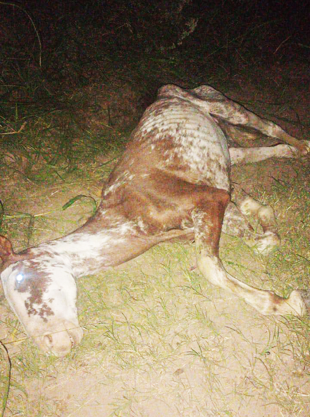 INICIAN CAUSA DE MALTRATO ANIMAL TRAS LA MUERTE DE UN CABALLO