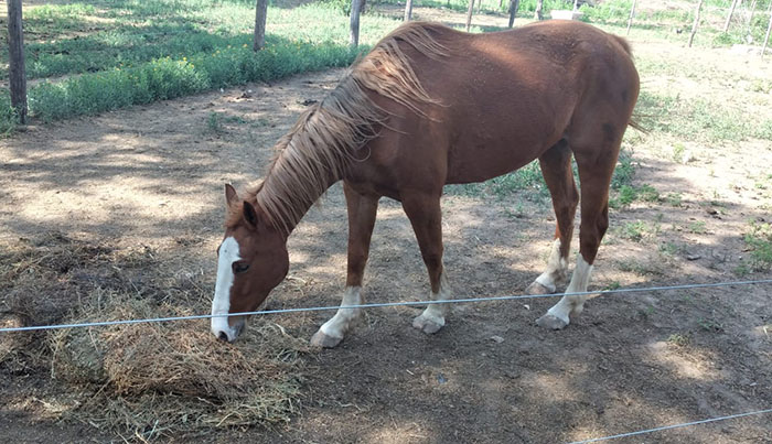 ROBO DE CABALLO